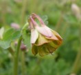 Aquilegia viridiflora